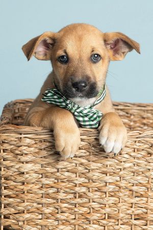 All of our dogs are spayedneutered shots current DHPP Bordetella and Rabies where applicable d