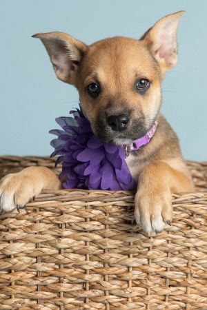 All of our dogs are spayedneutered shots current DHPP Bordetella and Rabies where applicable d