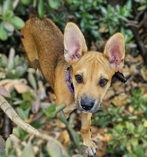 All of our dogs are spayedneutered shots current DHPP Bordetella and Rabies where applicable d
