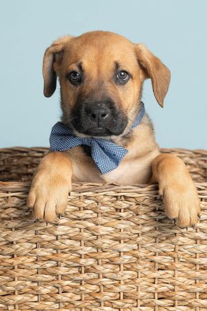 All of our dogs are spayedneutered shots current DHPP Bordetella and Rabies where applicable d