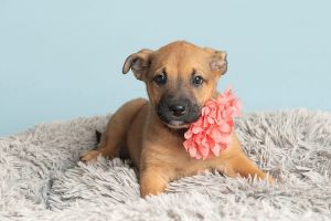 All of our dogs are spayedneutered shots current DHPP Bordetella and Rabies where applicable d