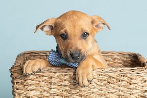 All of our dogs are spayedneutered shots current DHPP Bordetella and Rabies where applicable d