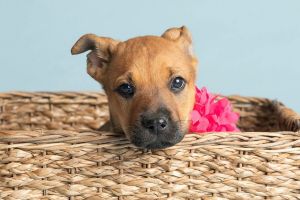All of our dogs are spayedneutered shots current DHPP Bordetella and Rabies where applicable d