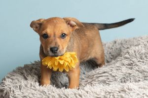 All of our dogs are spayedneutered shots current DHPP Bordetella and Rabies where applicable d