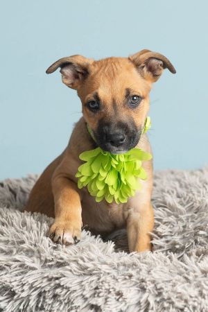 All of our dogs are spayedneutered shots current DHPP Bordetella and Rabies where applicable d