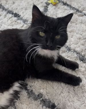 Windy, Adult Female Domestic Short Hair