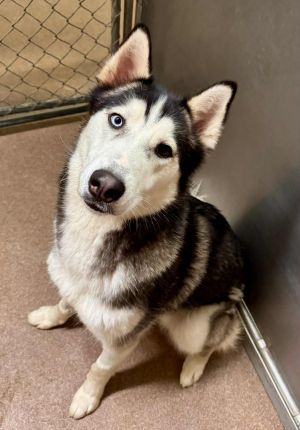 Winkle *Foster Needed*, Adult Male Siberian Husky