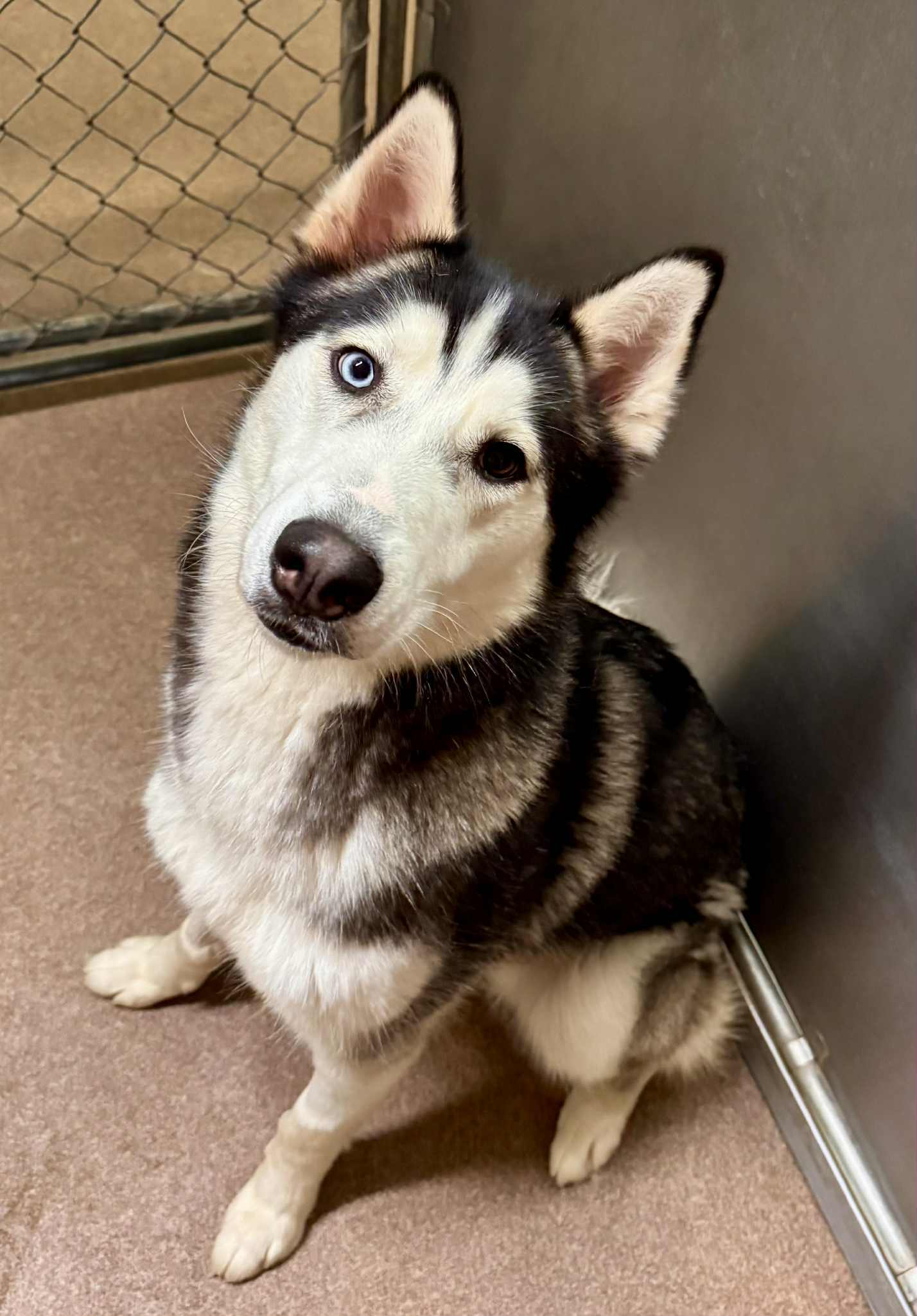 Winkle *Foster Needed*