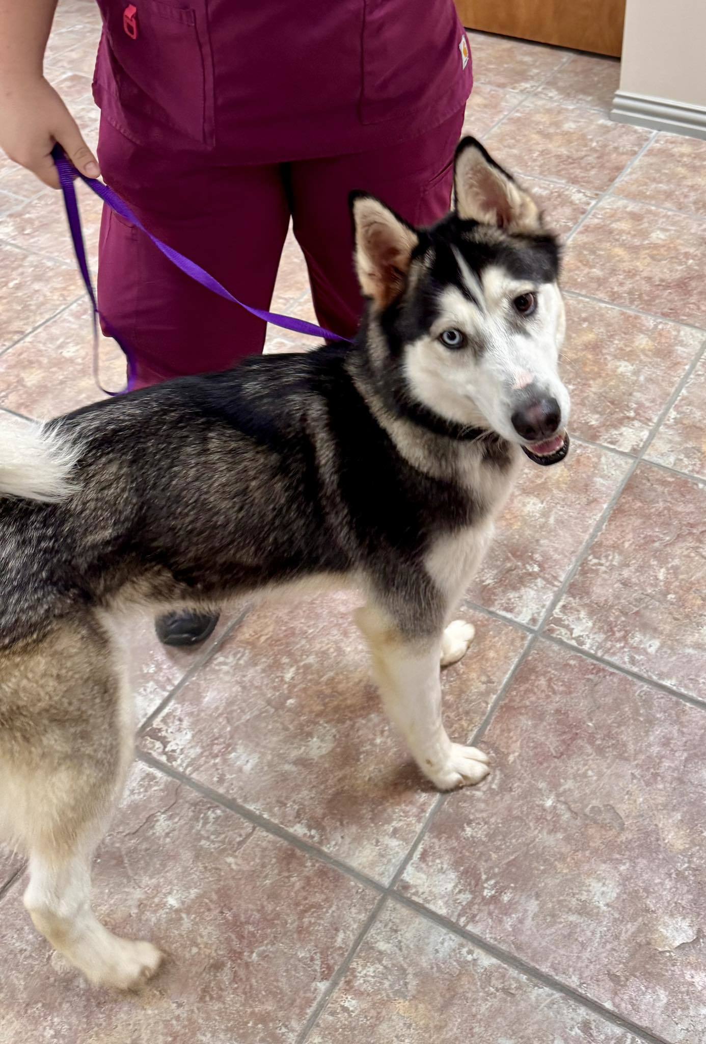 Winkle *Foster Needed*