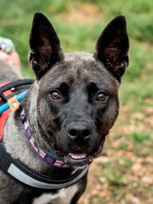 Twig Mixed Breed Dog