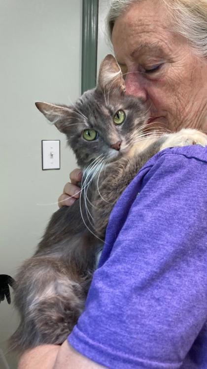 Fluffbutt, an adoptable Cymric, Domestic Short Hair in Picayune, MS, 39466 | Photo Image 2