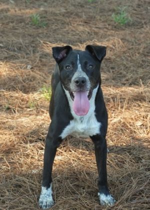Burton is a 2-year-old mixed breed ready to spring into action as your best buddy He has a sweet na
