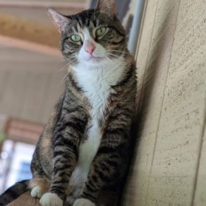 Winnie, Adult Female unknown