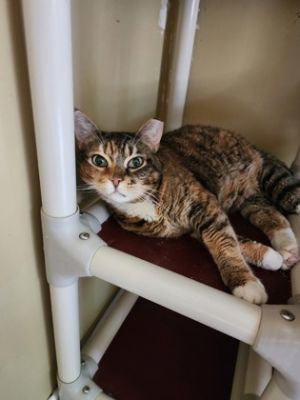 Sasha, Adult Female unknown