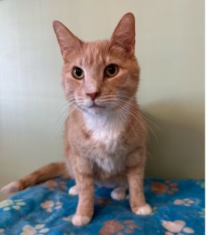 Andy, Adult Male Domestic Short Hair