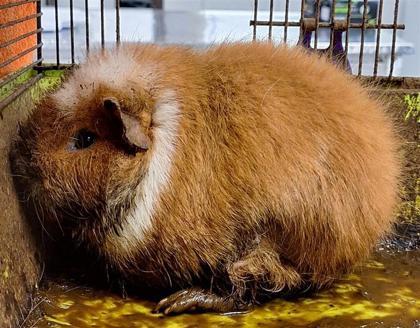 Tater tot