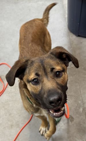 Primary Color Brown Secondary Color Black Weight 56lbs Animal has been Neutered