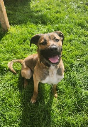 Primary Color Brown Secondary Color Black Weight 56lbs Animal has been Neutered