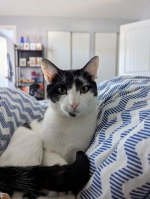 What my Foster Family says about me  I am very playful and curious and I love to jump and