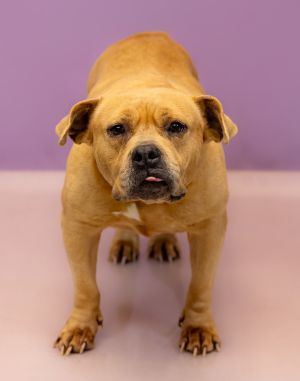 Primary Color Tan Weight 53lbs Age 8yrs 0mths 2wks Animal has been Spayed