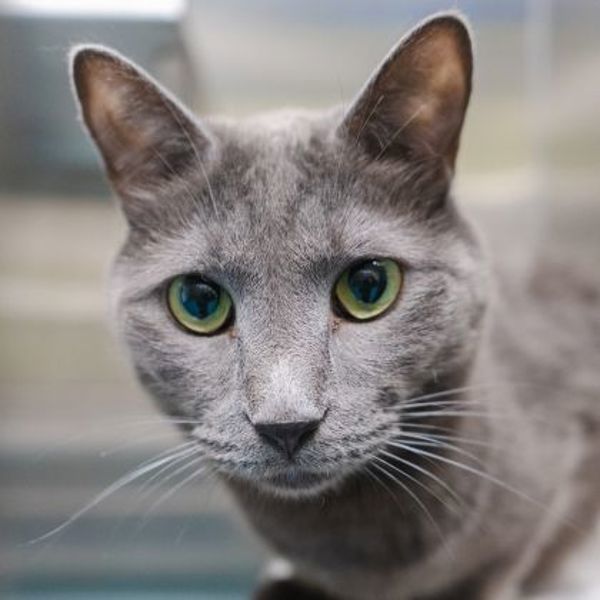 Castor (bonded To Pollux)