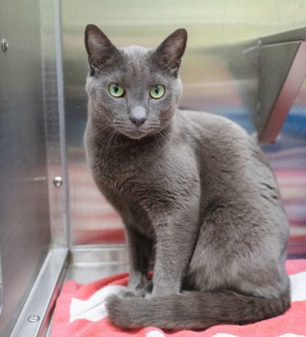 Castor (bonded To Pollux)