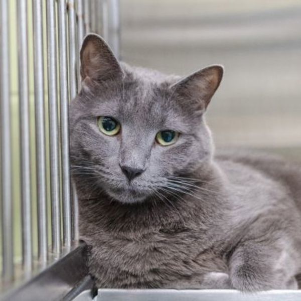 Pollux (bonded To Castor)