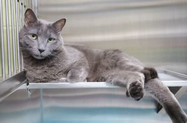 Pollux (bonded To Castor)