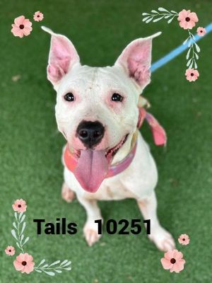 ANIMAL ID 10251 Introducing Tails She was brought to the shelter on 523 because she was on a jour