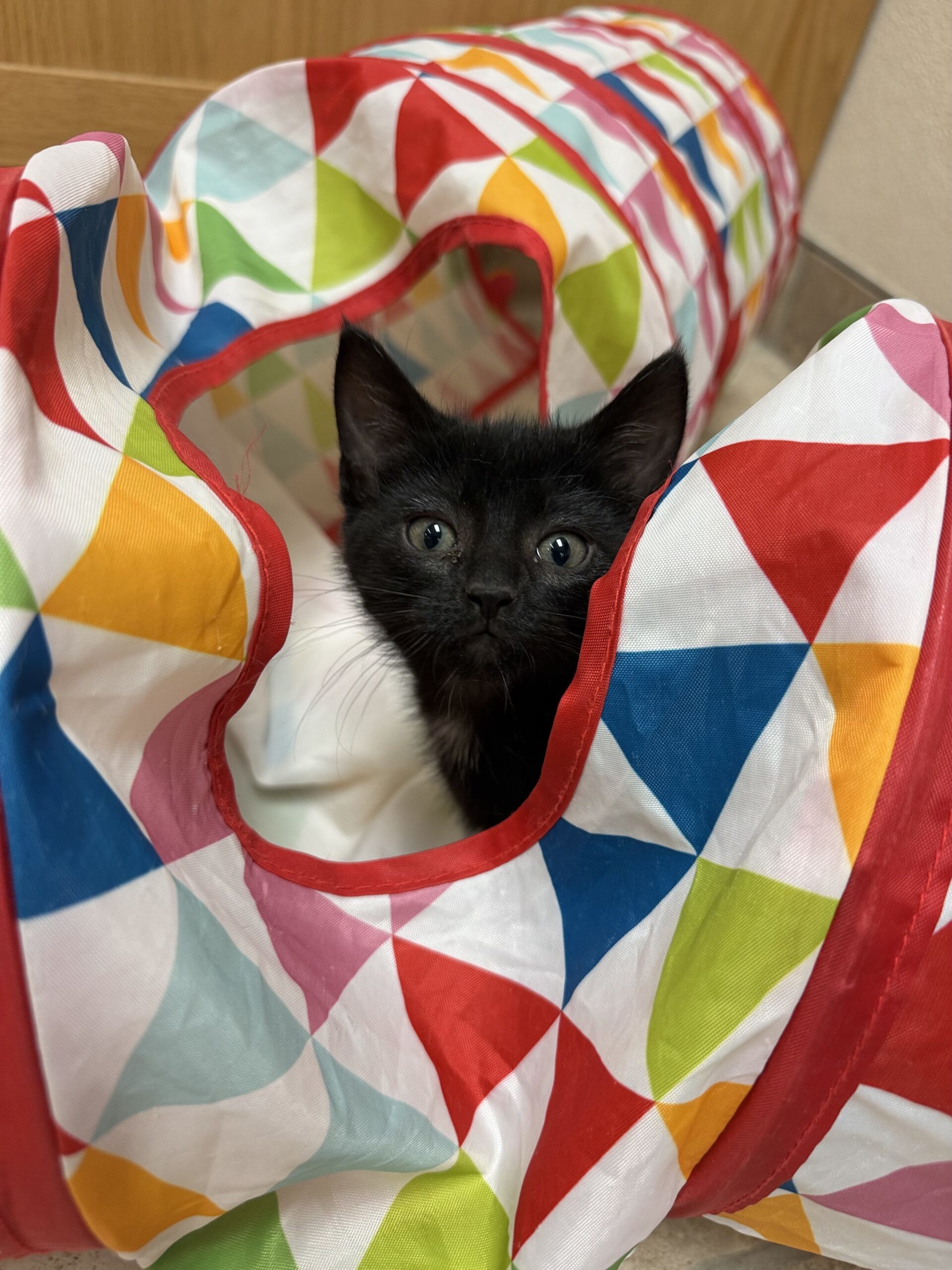 Mae, an adoptable Domestic Short Hair in Hays, KS, 67601 | Photo Image 1