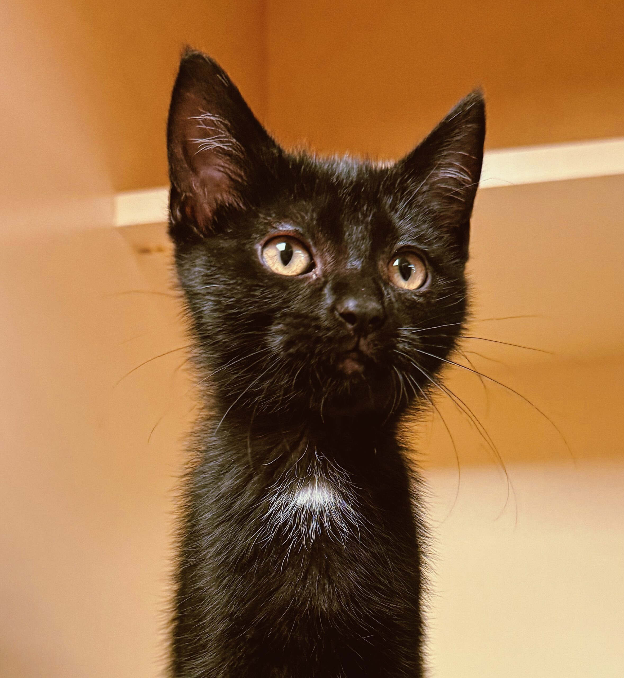 Mae, an adoptable Domestic Short Hair in Hays, KS, 67601 | Photo Image 1