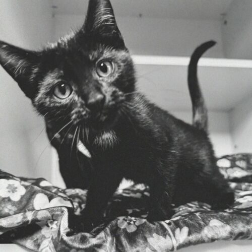 Mae, an adoptable Domestic Short Hair in Hays, KS, 67601 | Photo Image 2
