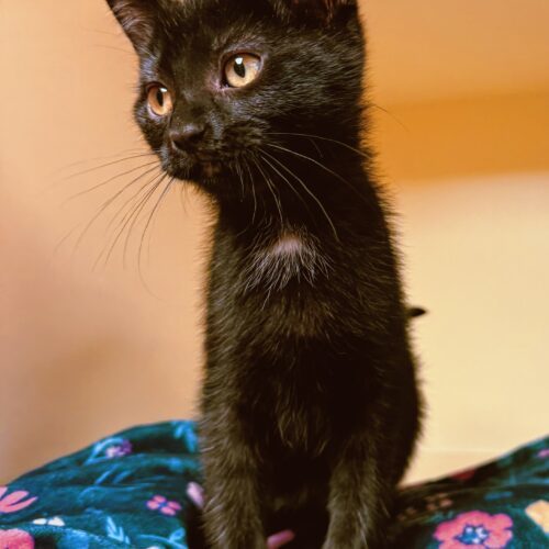 Mae, an adoptable Domestic Short Hair in Hays, KS, 67601 | Photo Image 3