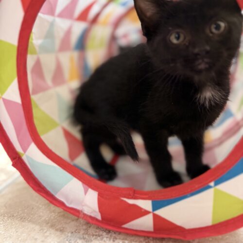 Mae, an adoptable Domestic Short Hair in Hays, KS, 67601 | Photo Image 4