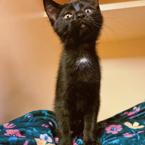 Mae, an adoptable Domestic Short Hair in Hays, KS, 67601 | Photo Image 4
