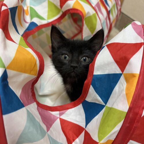 Mae, an adoptable Domestic Short Hair in Hays, KS, 67601 | Photo Image 5