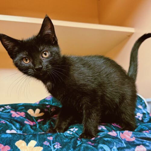 Mae, an adoptable Domestic Short Hair in Hays, KS, 67601 | Photo Image 5