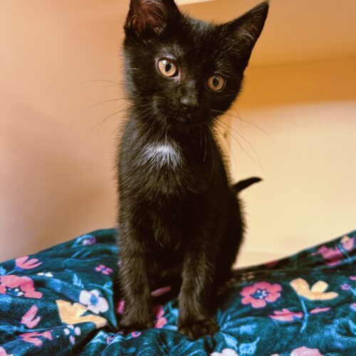 Mae, an adoptable Domestic Short Hair in Hays, KS, 67601 | Photo Image 6