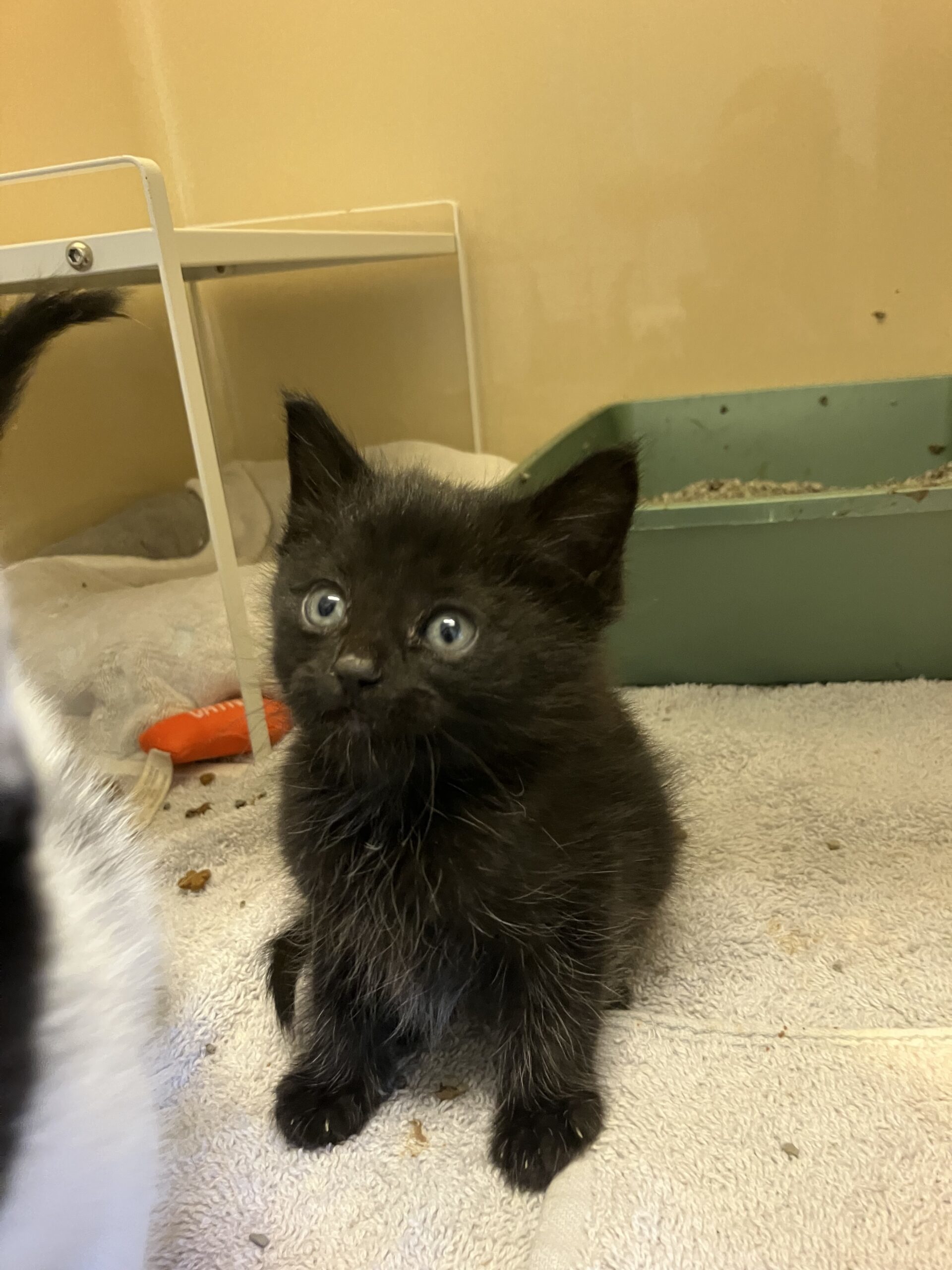 Nina, an adoptable Domestic Short Hair in Hays, KS, 67601 | Photo Image 1