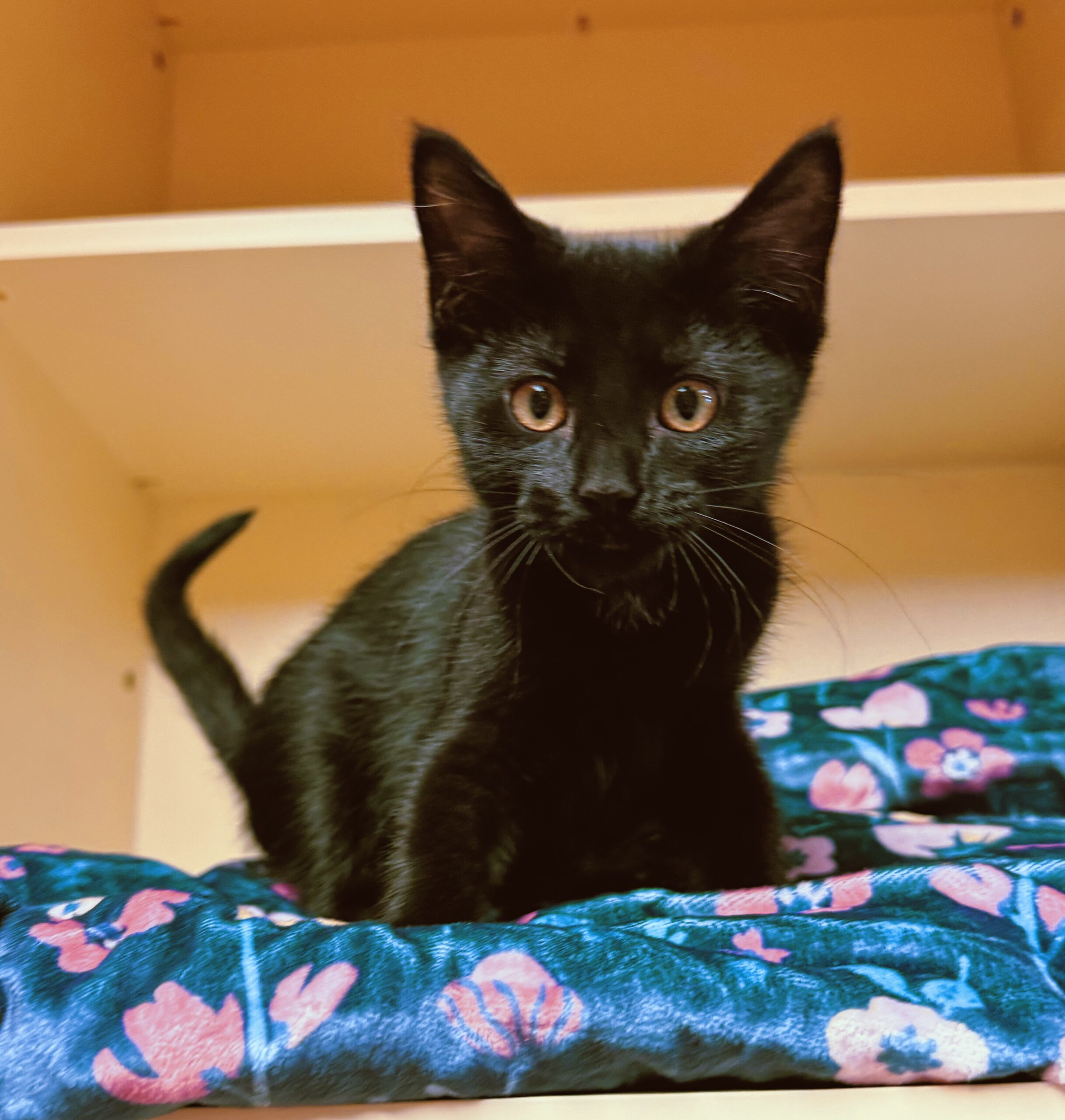 Nina, an adoptable Domestic Short Hair in Hays, KS, 67601 | Photo Image 1