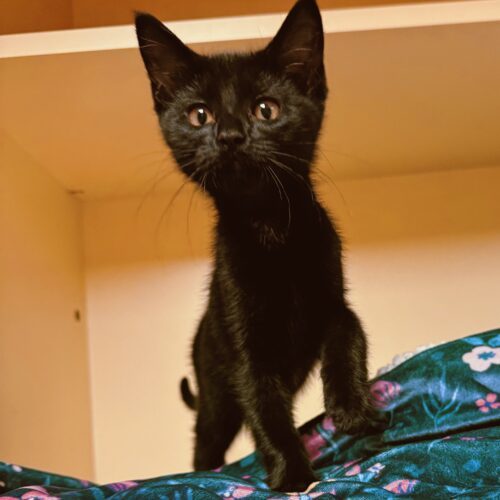 Nina, an adoptable Domestic Short Hair in Hays, KS, 67601 | Photo Image 2