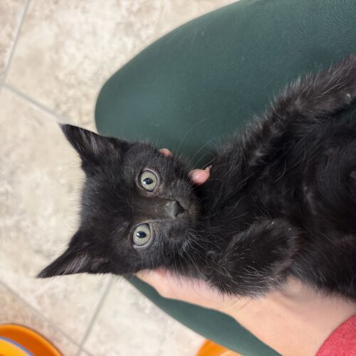 Nina, an adoptable Domestic Short Hair in Hays, KS, 67601 | Photo Image 3