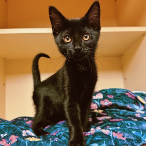 Nina, an adoptable Domestic Short Hair in Hays, KS, 67601 | Photo Image 3