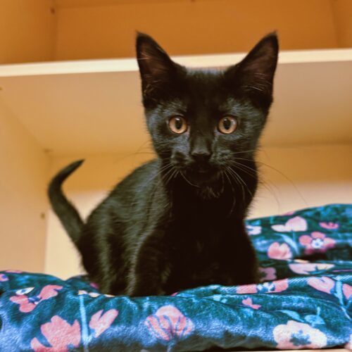 Nina, an adoptable Domestic Short Hair in Hays, KS, 67601 | Photo Image 4
