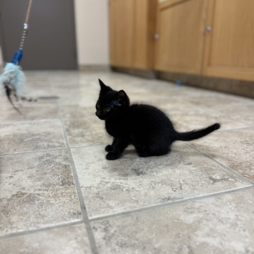 Nina, an adoptable Domestic Short Hair in Hays, KS, 67601 | Photo Image 5