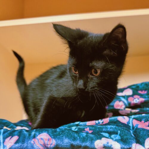 Nina, an adoptable Domestic Short Hair in Hays, KS, 67601 | Photo Image 5