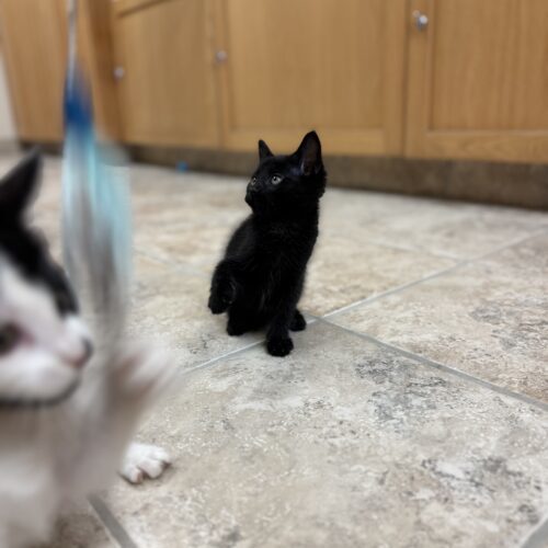 Nina, an adoptable Domestic Short Hair in Hays, KS, 67601 | Photo Image 6