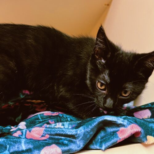 Nina, an adoptable Domestic Short Hair in Hays, KS, 67601 | Photo Image 6