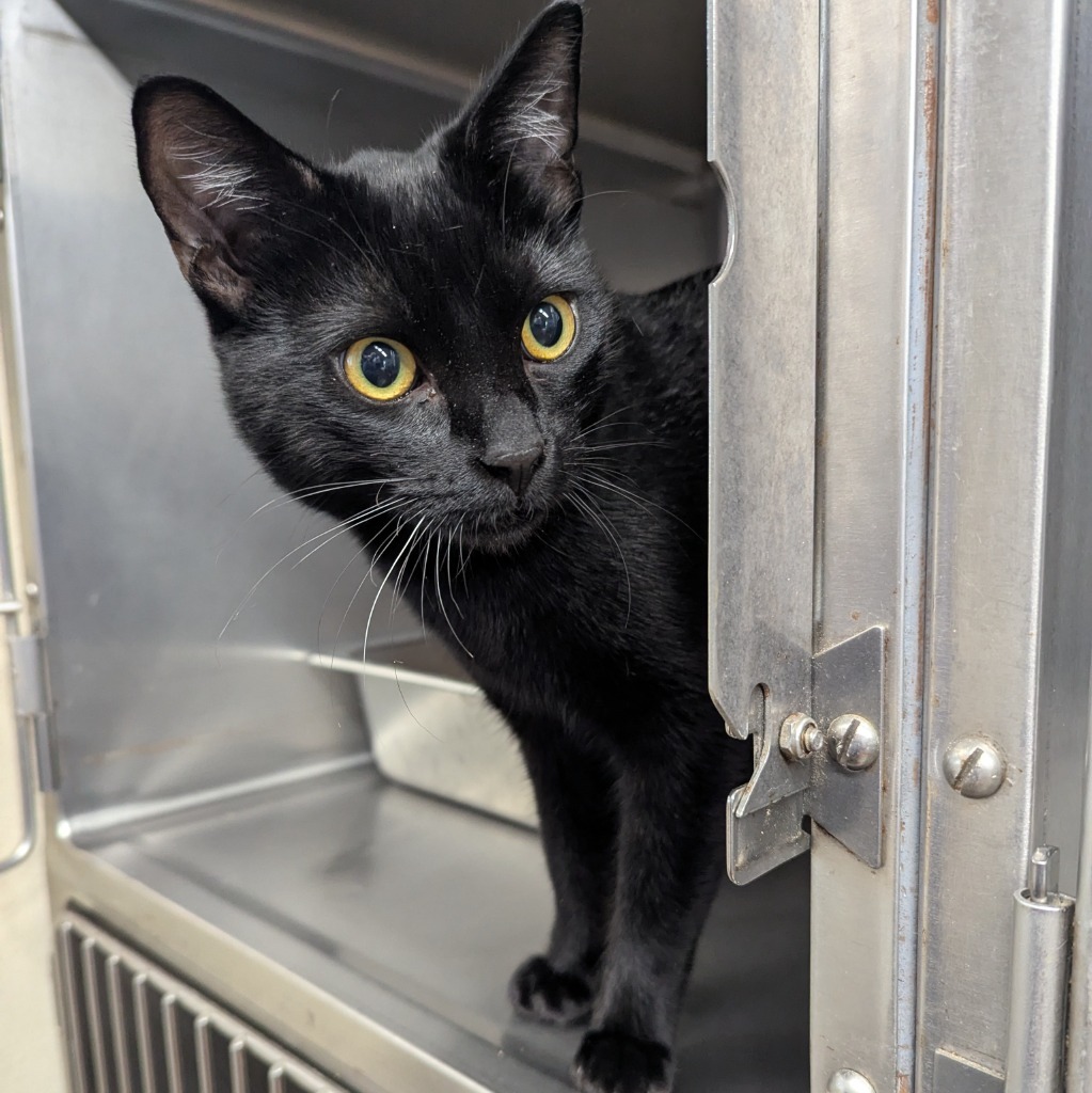 Salem
