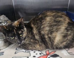 Patches, Adult Female Domestic Short Hair